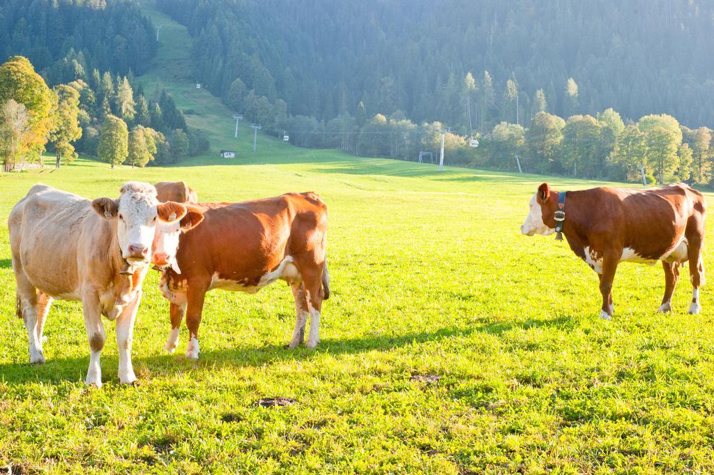 Hartlhof Urlaub Am Baby- Und Kinderbauernhof نيديراو المظهر الخارجي الصورة